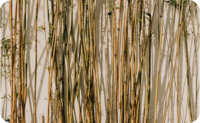 Why Bamboo Toilet Paper?