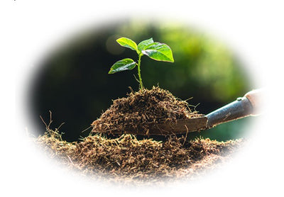 Is Planting Trees the Key to Slowing Climate Change?